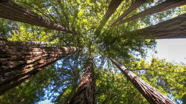 How Our Tree Care Process Works  in  Red Oak, IA